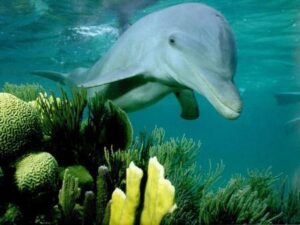 dauphin de Mayotte dauphin de Mayotte