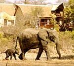 160-wildlife-luxury-safari