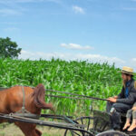 amish-buggy amish-buggy