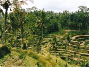 bali-rizieres