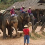 elephnts Chiang Mai 