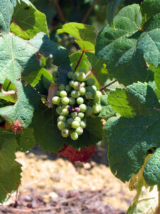 tannat tannat