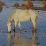 camargue_cheval camargue_cheval