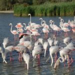 camargueflamandsroses camargueflamandsroses