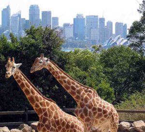 Sydney_taronga_zoo